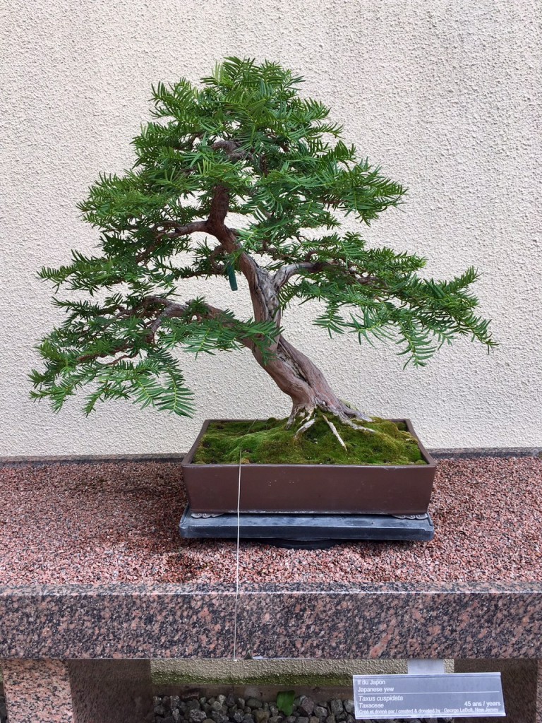 Bonsai