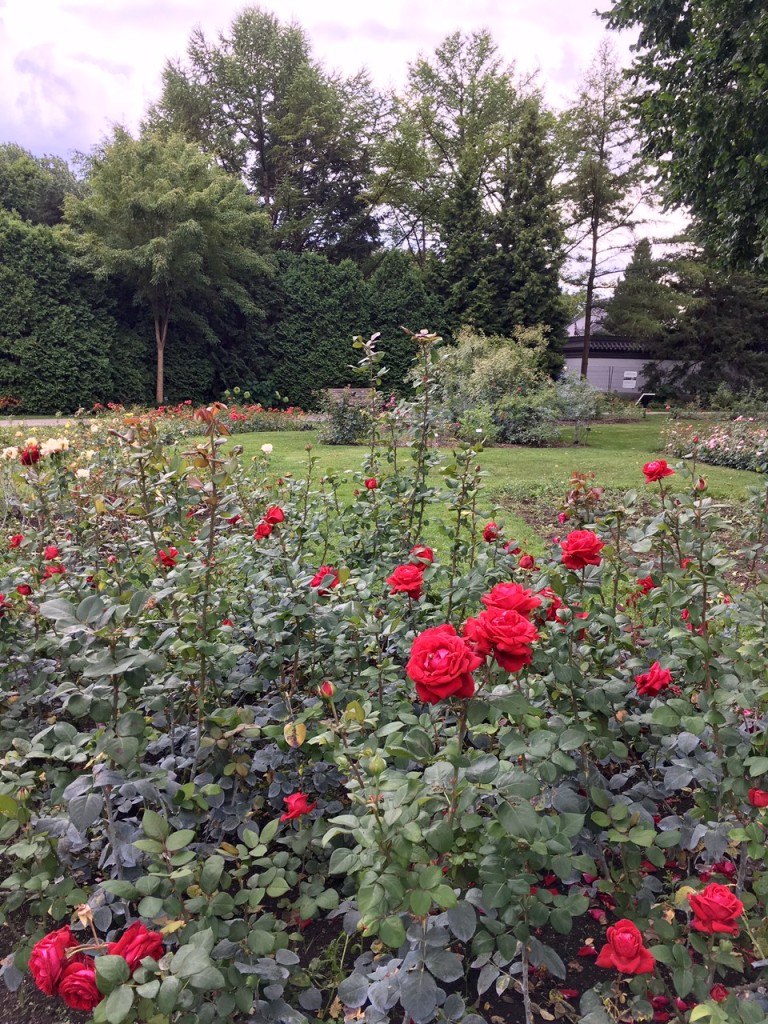 Rose Garden